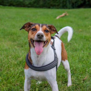 cane che gioca all'aperto libero dai pulci e zecche grazie agli antiparassitari