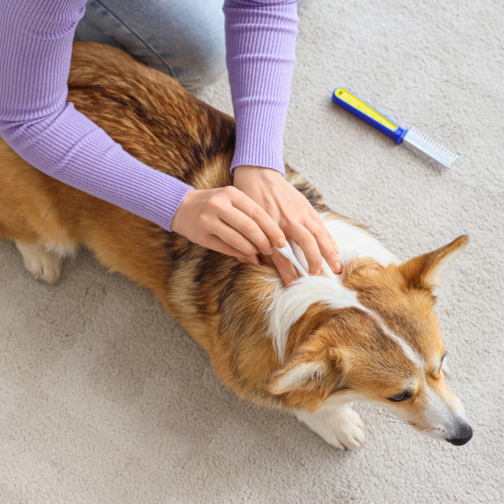 antiparassitari per cani e gatti