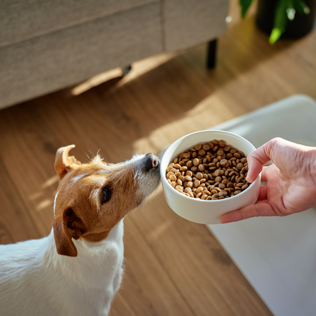 Come scegliere le crocchette per cani guida 2026